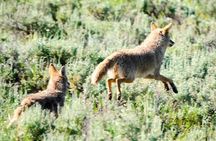 Bozeman Wildlife and Scenery Tour