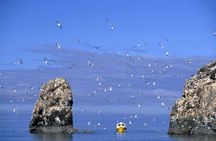 3 Hour Scenic Birding Cruise