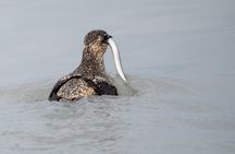 3 Hour Scenic Birding Cruise
