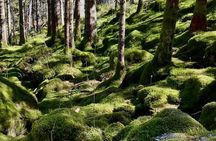 Bergen Hike with Local Guide Scenic Views - max 6 pax - snack
