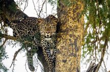 1 Day BIG FOUR Safari to Mikumi Park by train from Dar es Salaam