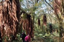 Jurassic Jungle Hike: Discover the Giant Ferns of Amboró