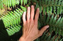 Jurassic Jungle Hike: Discover the Giant Ferns of Amboró