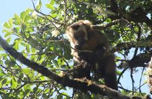 Jurassic Jungle Hike: Discover the Giant Ferns of Amboró