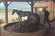 Hierve el Agua, Mezcal, Textiles and Tule Tree on Private Tour
