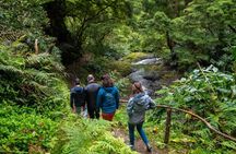 Chasing Waterfalls in the Azores: Nature Tour