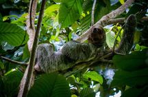 Private Sloth and Kayak Tour in Punta Uva