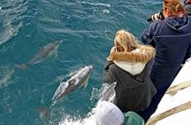 Phillip Island Whale Watching Tour