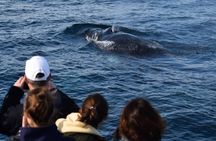 Phillip Island Whale Watching Tour