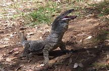 Private Gold Coast Wildlife Waterfalls and Rainforest Tour