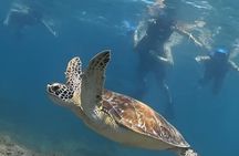 Snorkel Search for Wild Manatees and Turtles Videos Included