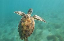 Snorkel Search for Wild Manatees and Turtles Videos Included