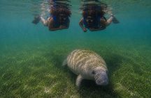 Snorkel Search for Wild Manatees and Turtles Videos Included