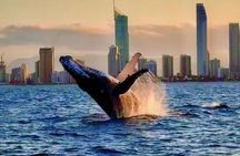 Whale Watching Cruise on the Gold Coast