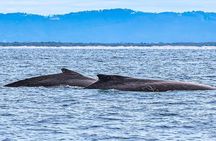 Whale Watching Cruise on the Gold Coast