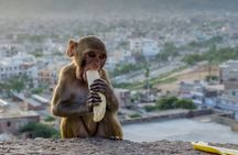 Jaipur Half Day Tour with Amer Nahargarh Fort and Monkey Temple