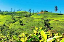 Private Scenic Tour Kandy to Ella with Sightseeing Stops