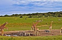 3 Days Taita Hills in Saltlick Lodge Private Safari from Mombasa