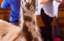 Llama Yoga