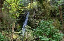 Lake Quinault Rainforest Tour Nature and Wildlife Adventure