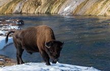 Explore the Yellowstone Caldera