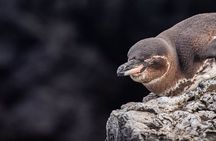 Private Galápagos Islands Adventure Multi Day Tour (7Days)