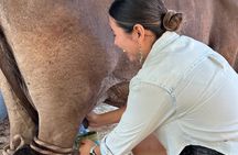 Puerto Vallarta Ranch Day: Horseback Ride, Cow Milking & Lunch