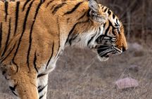 Golden Triangle Tour With Tiger Safari at Ranthambore 7 days