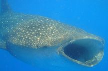 Whale Shark Snorkeling Adventure in Isla Mujeres
