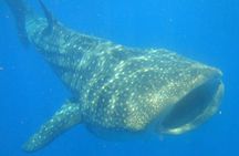 Whale Shark Snorkeling Adventure in Isla Mujeres