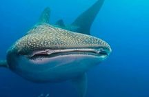 Whale Shark Snorkeling Adventure in Isla Mujeres