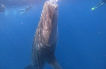 Whale Shark Snorkeling Adventure in Isla Mujeres