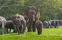 Minneriya And Kaudulla National Park Safari- From Sigiriya