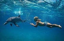 Dolphin House By Private Speed Boat , Snacks & Drinks - Hurghada
