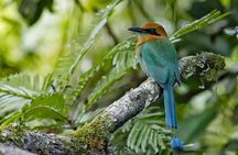 Birdwatching in La Fortuna with Expert Naturalist Guide