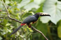 Birdwatching in La Fortuna with Expert Naturalist Guide