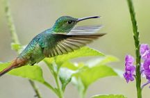 Birdwatching in La Fortuna with Expert Naturalist Guide