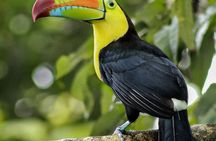 Birdwatching in La Fortuna with Expert Naturalist Guide
