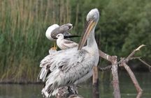 Skadar Lake Boat Tour with Licensed Skipper Wildlife Cruise