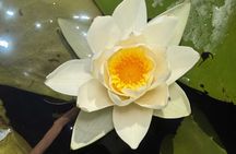Skadar Lake Boat Tour with Licensed Skipper Wildlife Cruise