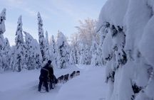 Winter Dog Sled Adventure in Willow Alaska