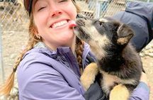 Dog Sled and ATV Combo Experience in Willow Alaska
