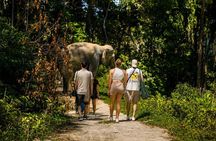 Patong Highlight Elephant Sanctuary with Guide Tour
