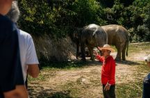Phuket Ethical Elephant Experience in Patong