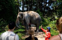 Phuket Ethical Elephant Experience in Patong