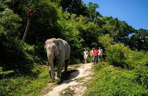 Patong Small-Group Elephant Forest Walk and Keeper Stories