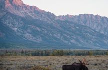 Private Full Day Wildlife Safari in Grand Teton National Park