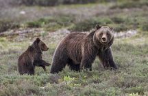 Private Full Day Wildlife Safari in Grand Teton National Park