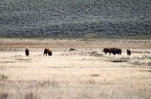 Private Yellowstone Wildlife and Geology Tour from Jackson Hole
