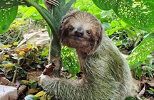 La Fortuna Combo Sloth Watching and Night Walk Adventure
